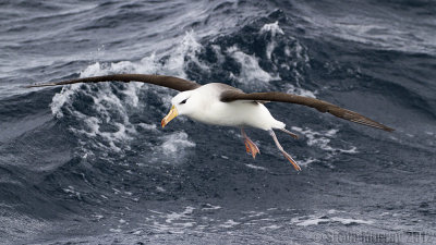 Black-browed Albatross (Thalassarche melanophris)