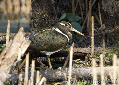 Australian Painted Snipe (Rostratula australis)