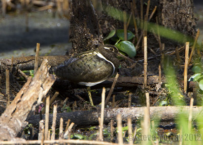 Australian Painted Snipe (Rostratula australis)