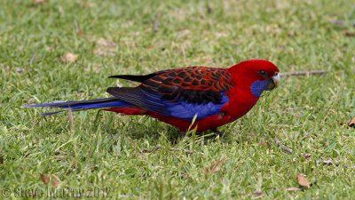 Crimson Rosella (Platycercus elegans elegans)