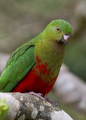 Australian King Parrot (Alisterus scapularis scapularis)