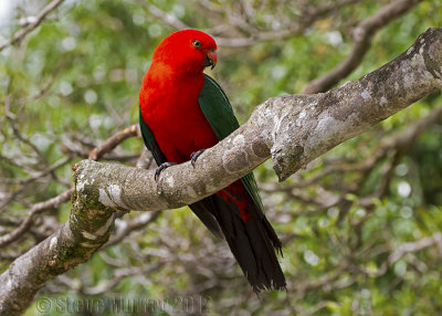 Australian King Parrot