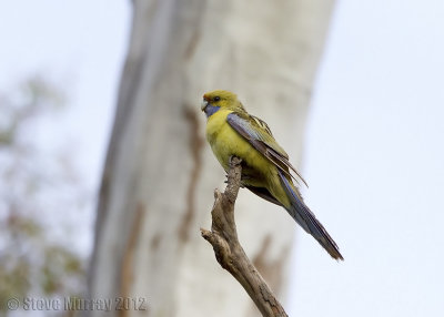 Crimson Rosella (Platycercus elegans flaveolus)