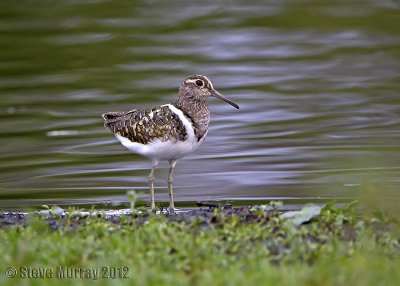 Australian Painted Snipe (Rostratula Australis)