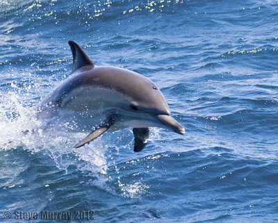 Dolphins (Delphinidae)