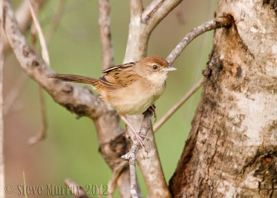 Tawny Grassbird (Megalurus timoriensis alisteri)