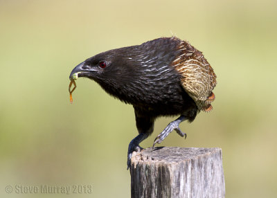 Pheasant Coucal (Centropus phasianinus)