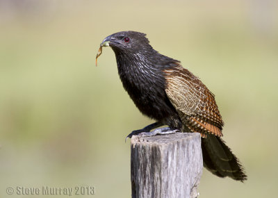 Pheasant Coucal (Centropus phasianinus)