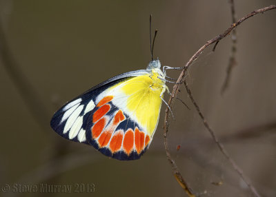 Whites, Yellows (Pieridae)