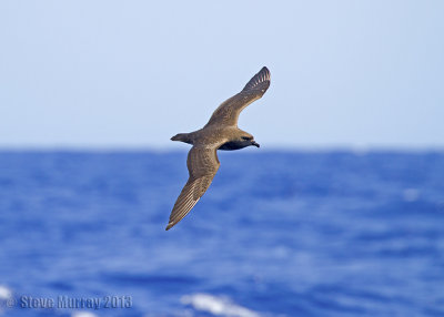 Kermadec Petrel (Pterodroma neglecta)