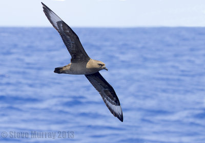 Kermadec Petrel (Pterodroma neglecta)