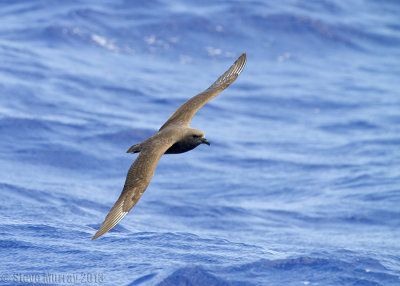 Kermadec Petrel (Pterodroma neglecta)