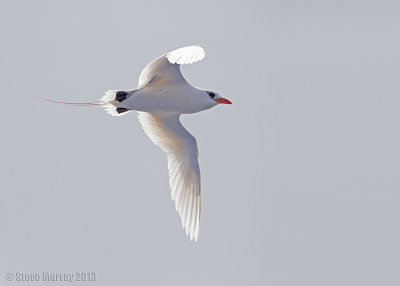Red-tailed Tropicbird (Phaethon rubricauda roseotinctus)