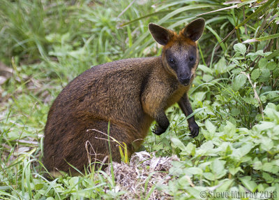 Kangaroos & Wallabies (Macropodidae)