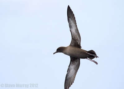 Sooty Shearwater (Ardenna griseus)