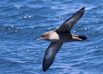 Sooty Shearwater (Ardenna griseus)