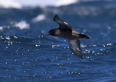 Sooty Shearwater (Ardenna griseus)