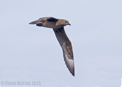 Kermadec Petrel (Pterodroma neglecta)