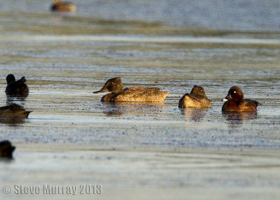 Freckled Duck ( Stictonetta naevosa)