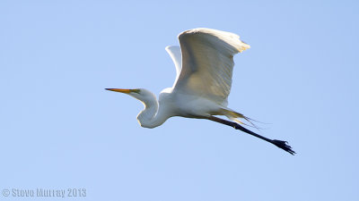 Great Egret (Ardea alba modesta)