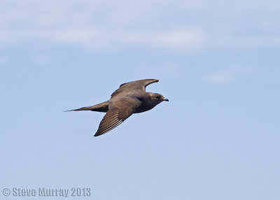 Parasitic Jaeger