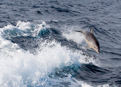 Bottlenose Dolphin (Tursiops truncatus)