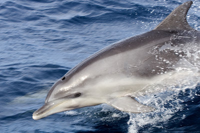 Bottlenose Dolphin (Tursiops truncatus)