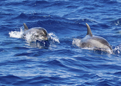 Pantropical Spotted Dolphin (Stenella attenuata)