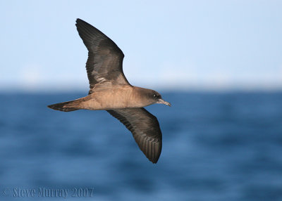 Wedge-tailed Shearwater (Ardenna pacificus)