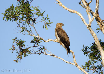 Whistling KIte (Haliastur sphenurus)