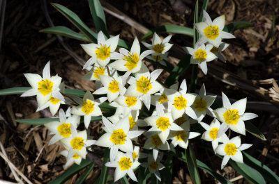 Spring 2013 Flowers 005.jpg