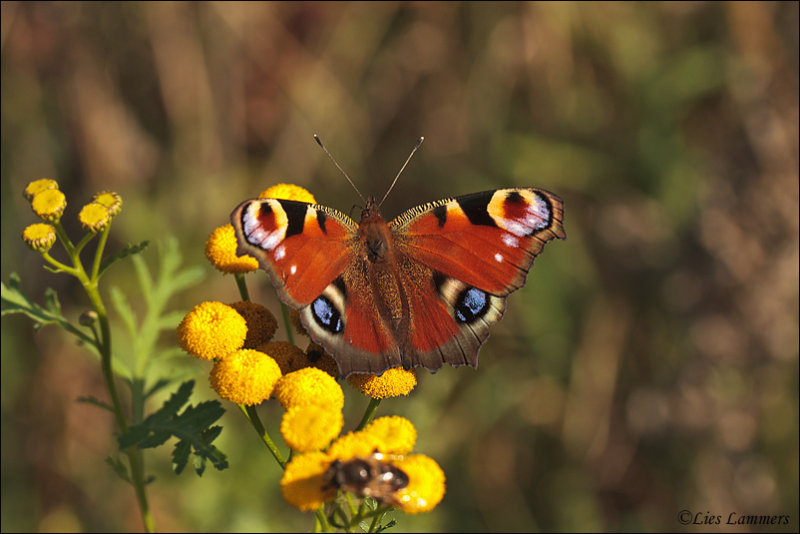 Peacock Butterfly - Dagpauwoog_MG_1100 