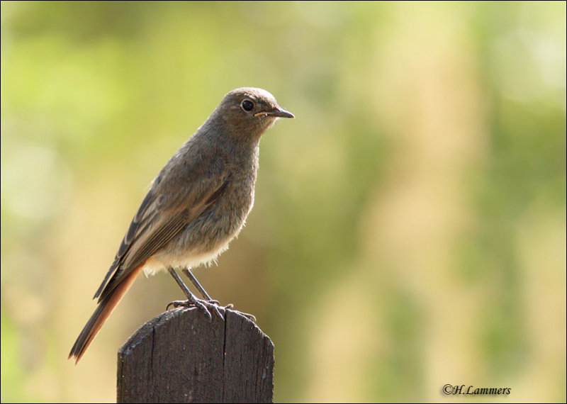 Black Redstart - Zwarte Roodstaart (juv)_P4B4727