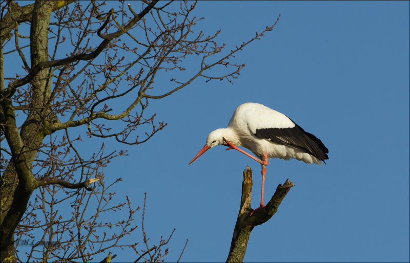 White stork - Ooievaar - Ciconia ciconia 