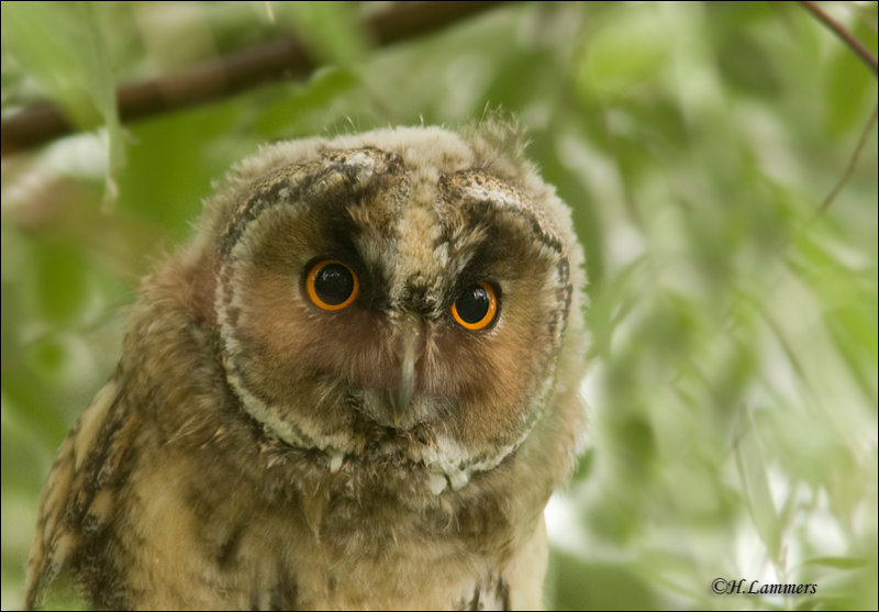 Long-eared Owl Juv - Ransuil juv._P4B4610