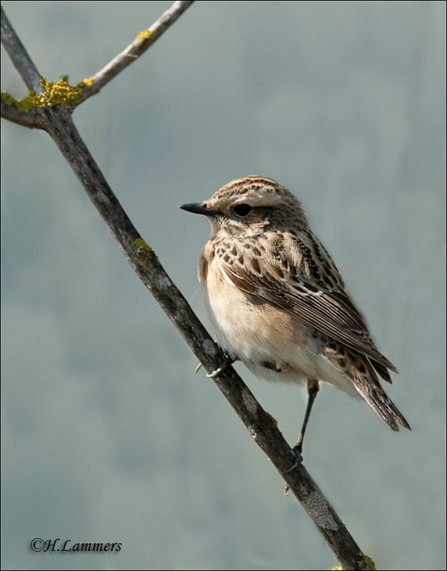 Whinchat - Paapje - Saxicola rubetra