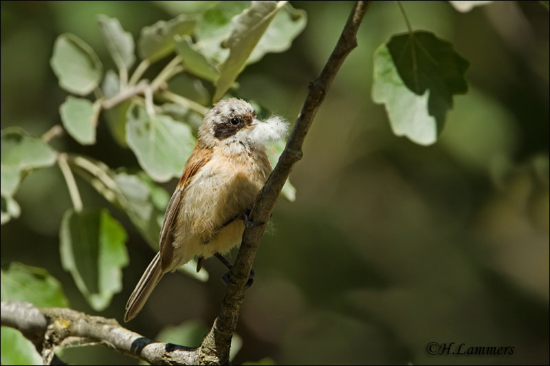 Eurasian Penduline Tit -Buidelmees_P4B4158