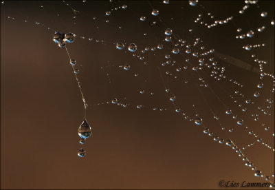 Drops - Druppels_MG_0955