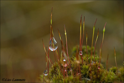 Drops - Druppels_MG_1878