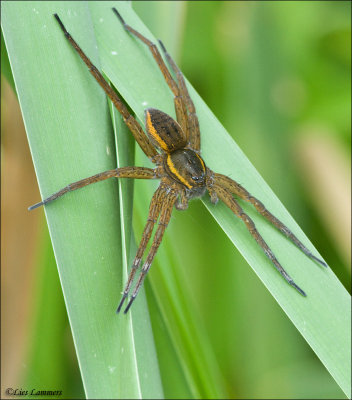 Raft Spider - Gerande oeverspin 3880