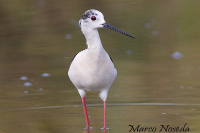 Black winged Stilt (Cavaliere d'Italia)