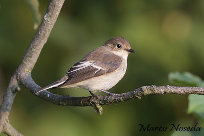 Pied Flycatcher (Balia Nera)