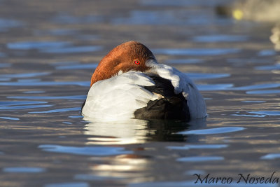 Pochard (Moriglione)