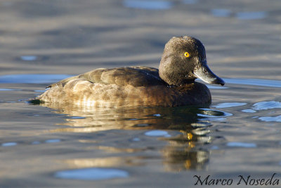 Tufted-Duck (Moretta)