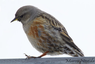 Alpine Accentor (Sordone)