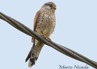 Kestrel