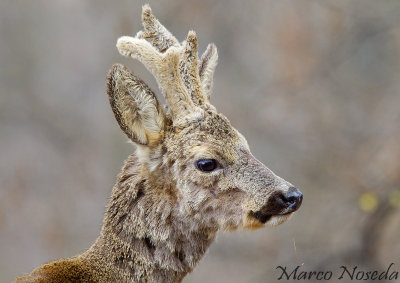 Roe Deer (Capriolo)