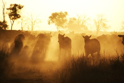 Cattle country.JPG