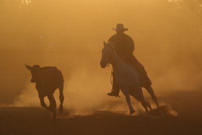 Campdrafting on dawn, in dust.JPG