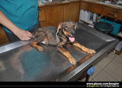 iϴ 136 Ȥ[] ]wX|Aѧڤ~ei^/  Rescued a dog get ehrlichiosisj